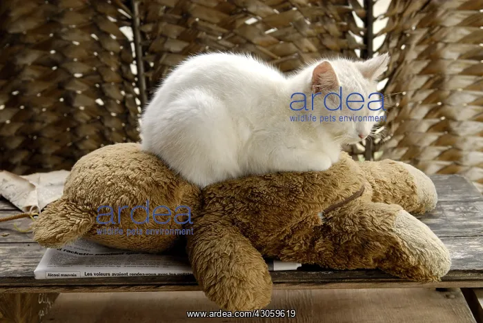 : White cat sleeping on a teddy bear New Caledonia : White cat sleeping on a teddy bear New Caledonia