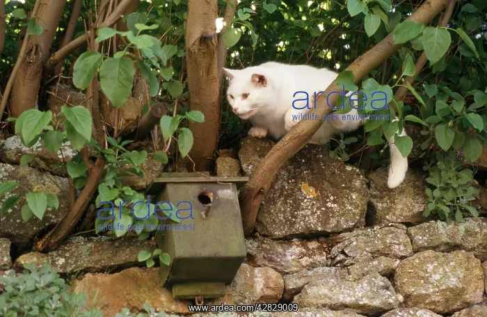 : White CAT- in tree, raiding bird nest box