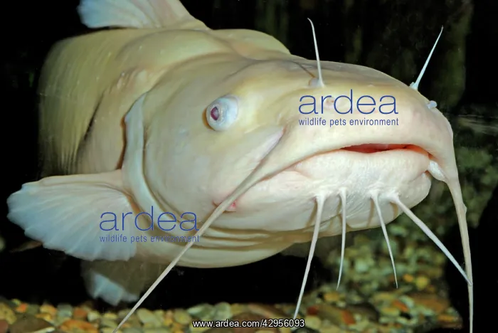 : White Catfish - captive bred variety fish : White Catfish - captive bred variety fish