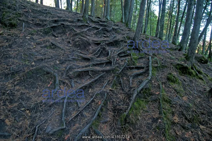 : White cedar roots exposed : White cedar roots exposed