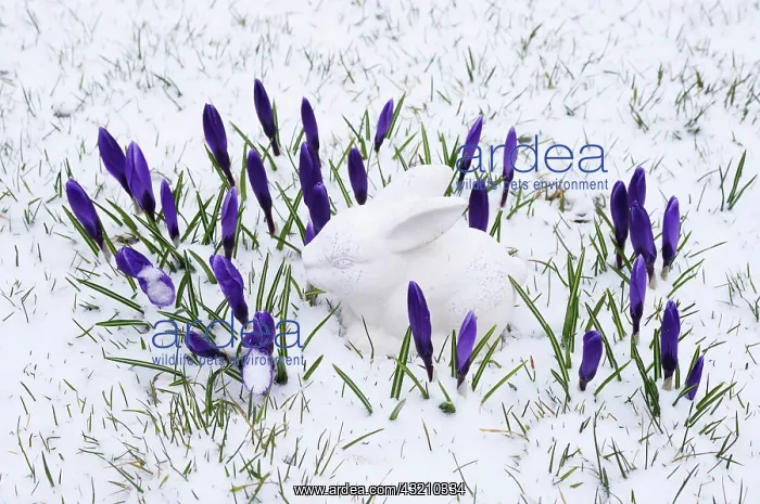 : White ceramic Easter Bunny and crocuses in the snow : White ceramic Easter Bunny and crocuses in the snow