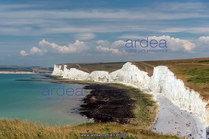 : White chalk cliffs near Eastbourne on the south : White chalk cliffs near Eastbourne on the south