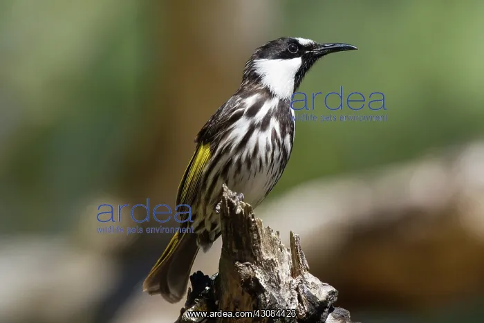 : White-cheeked Honeyeater : White-cheeked Honeyeater