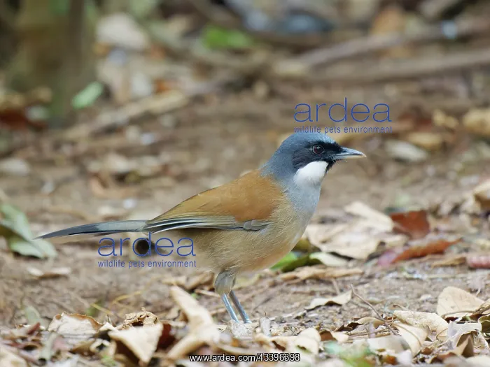 : White Cheeked Laughing Thrush Garrulax vassali Da : White Cheeked Laughing Thrush Garrulax vassali Da