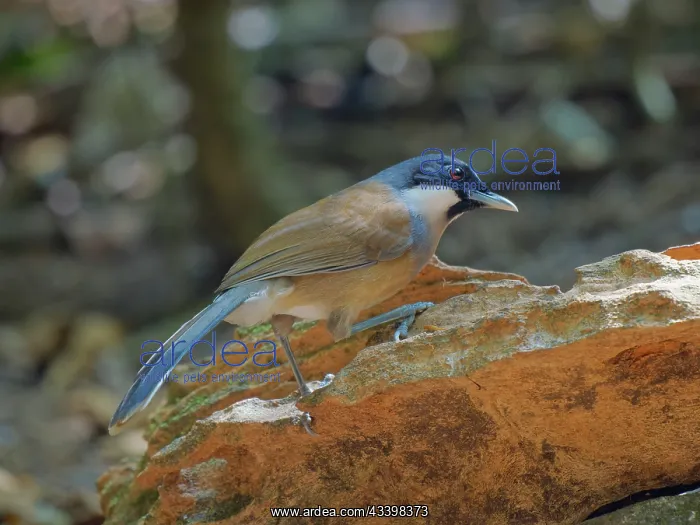 : White Cheeked Laughing Thrush Garrulax vassali Da : White Cheeked Laughing Thrush Garrulax vassali Da