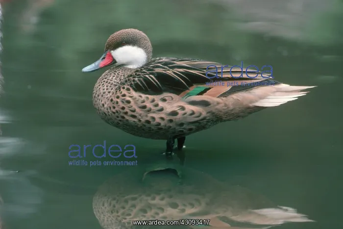 : White-cheeked Pintail : White-cheeked Pintail