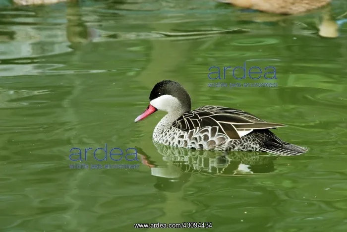 : White-Cheeked Pintail : White-Cheeked Pintail