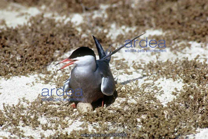 : White-cheeked Tern - incubating egg on nestSS : White-cheeked Tern - incubating egg on nestSS