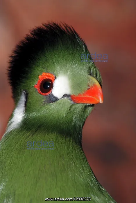 : White Cheeked Touraco : White Cheeked Touraco