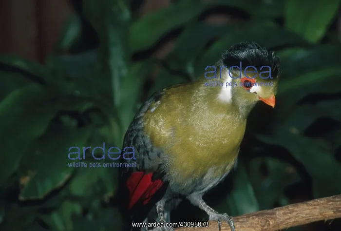 : White-Cheeked Touraco : White-Cheeked Touraco