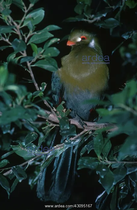 : White-Cheeked Touraco : White-Cheeked Touraco