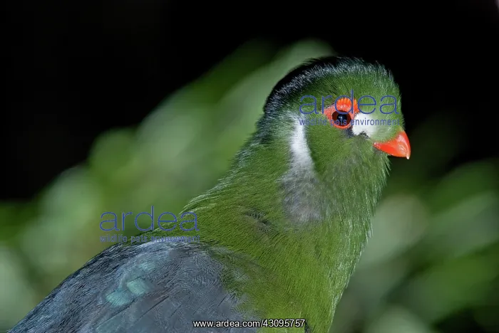 : White Cheeked Turaco : White Cheeked Turaco