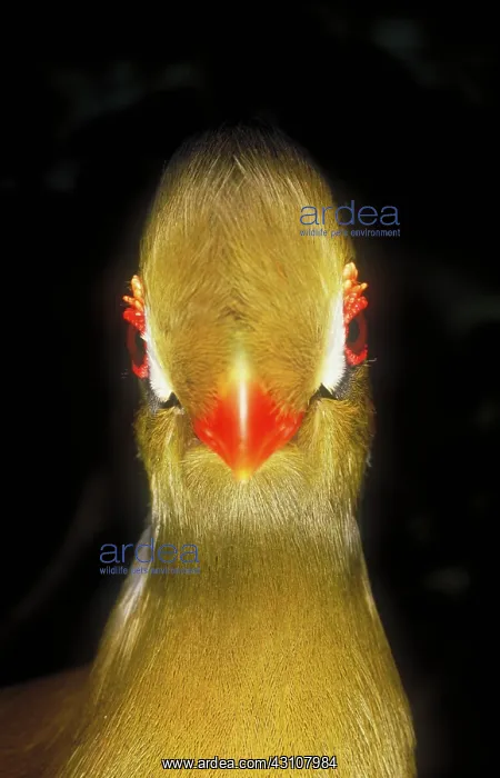 : White cheeked turaco : White cheeked turaco