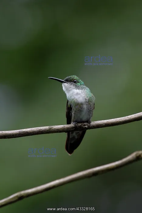 : White-chested Emerald : White-chested Emerald