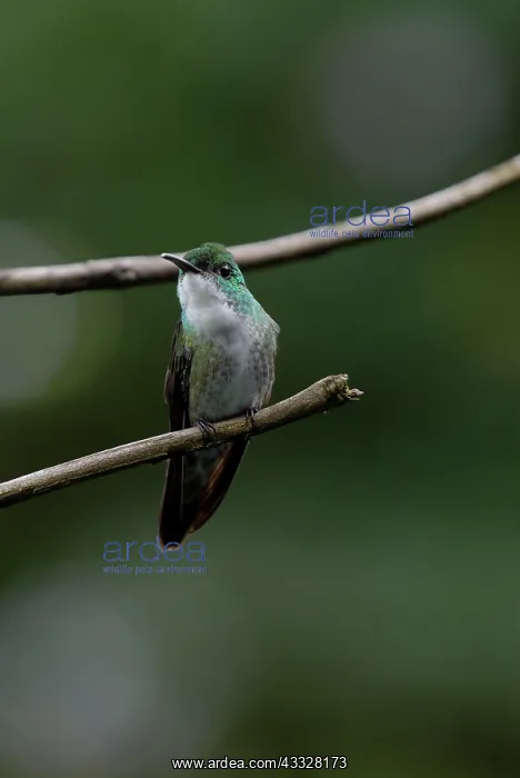 : White-chested Emerald : White-chested Emerald