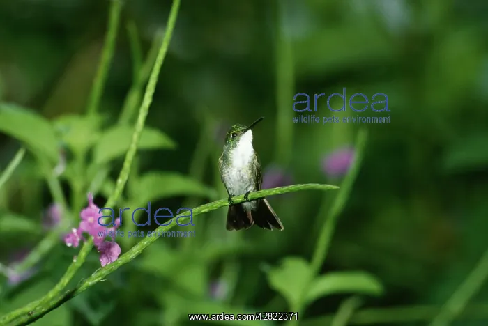 : White-chested Emerald Hummingbird : White-chested Emerald Hummingbird