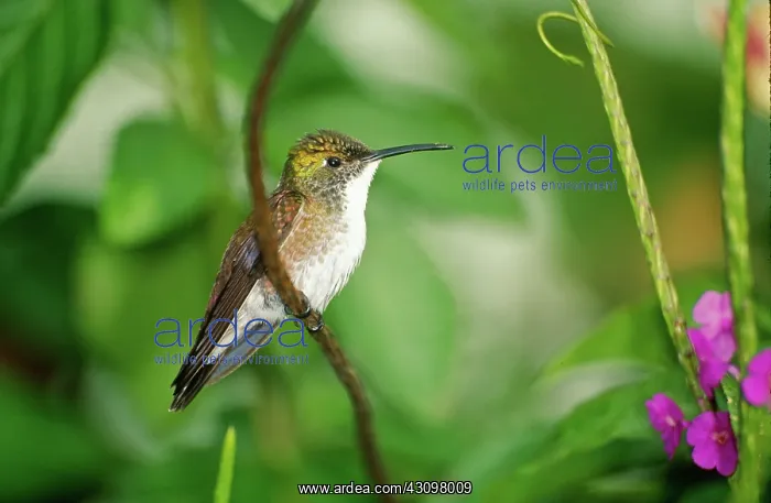 : White-chested Emerald Hummingbird : White-chested Emerald Hummingbird