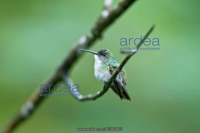 : White-chested Emerald Hummingbird - Sitting on branch : White-chested Emerald Hummingbird - Sitting on branch