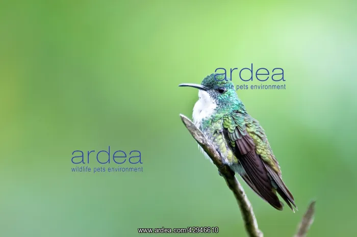 : White-chested Emerald Hummingbird - Sitting on branch : White-chested Emerald Hummingbird - Sitting on branch