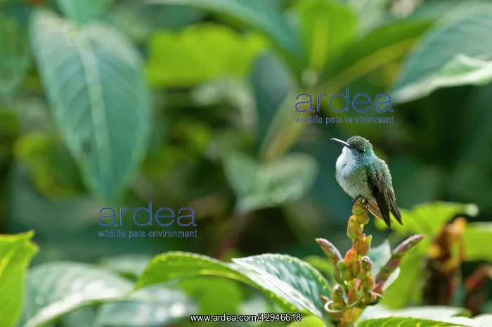 : White-chested Emerald Hummingbird - Sitting on flower bud : White-chested Emerald Hummingbird - Sitting on flower bud
