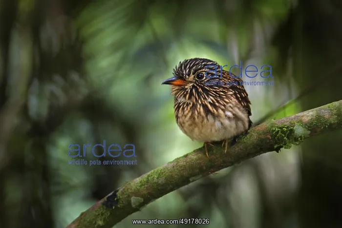 : White-chested puffbird, Malacoptila fusca : White-chested puffbird, Malacoptila fusca