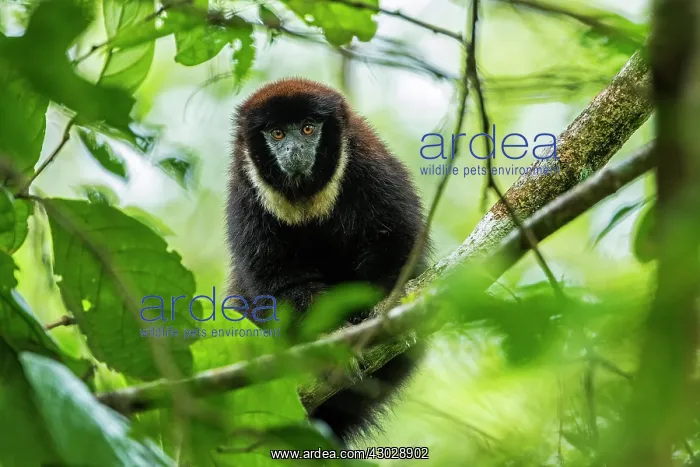 : White-chested Titi Monkey / Black Titi Monkey, Cano : White-chested Titi Monkey / Black Titi Monkey, Cano