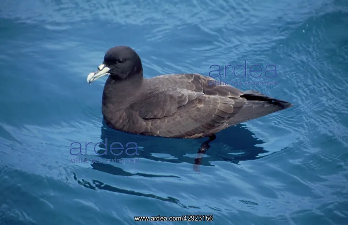 : White-chinned Petrel : White-chinned Petrel