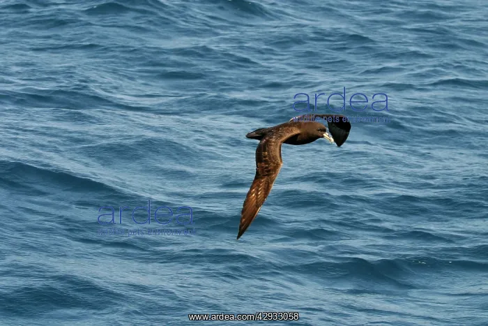 : White-chinned Petrel / Cape Hen - In flight : White-chinned Petrel / Cape Hen - In flight