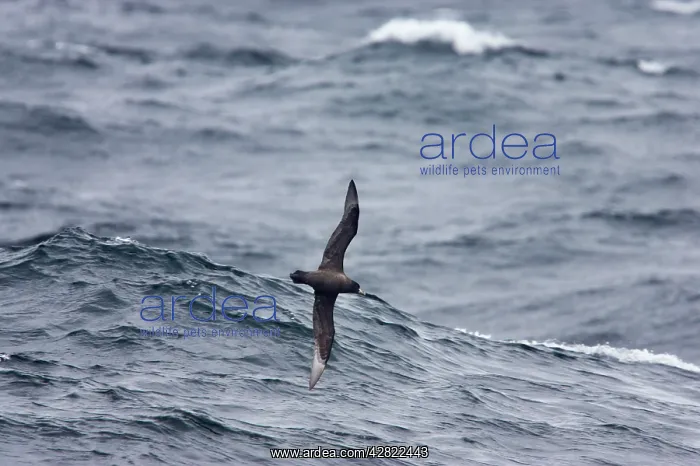 : White-chinned Petrel / Cape Hen - In flight over sea : White-chinned Petrel / Cape Hen - In flight over sea