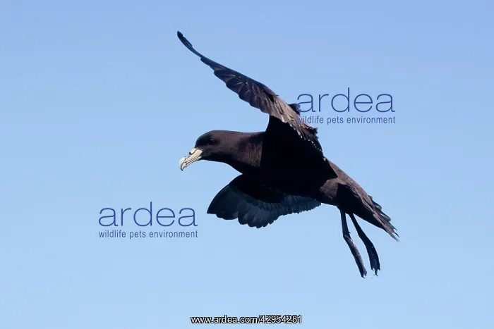 : White-chinned Petrel - in flight : White-chinned Petrel - in flight