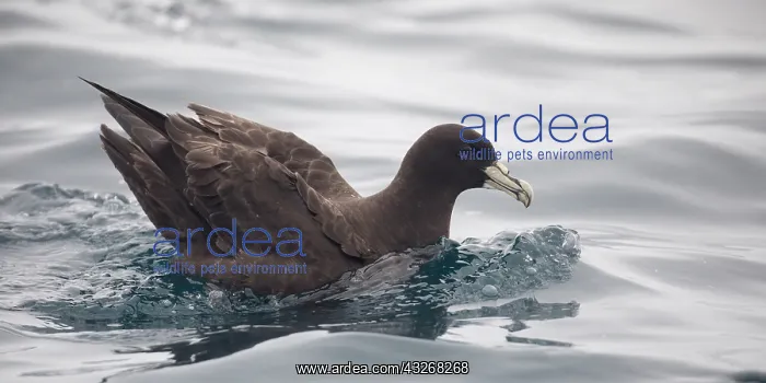 : White-chinned Petrel - Off the Kaikoura coast - : White-chinned Petrel - Off the Kaikoura coast -
