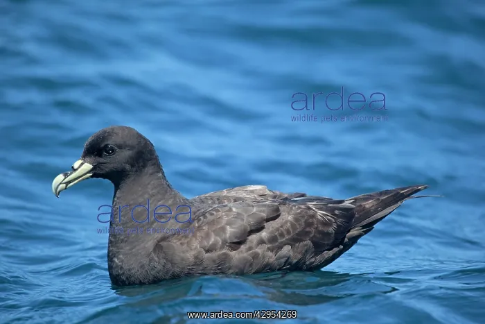 : White-chinned Petrel - on sea : White-chinned Petrel - on sea