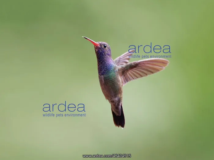 : White Chinned Sapphire in flight Chlorestes cyanus : White Chinned Sapphire in flight Chlorestes cyanus
