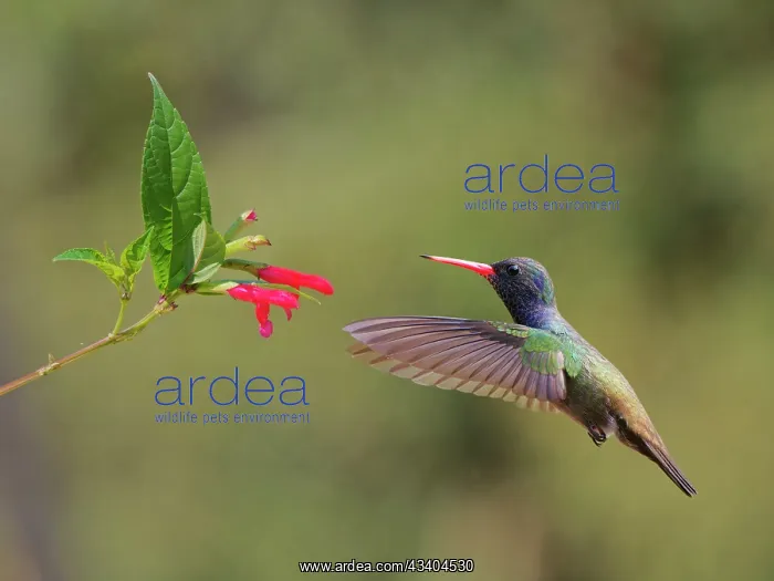 : White Chinned Sapphire at flower Chlorestes cyanus : White Chinned Sapphire at flower Chlorestes cyanus