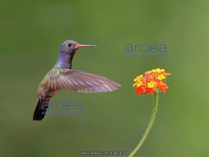 : White Chinned Sapphire at flower Chlorestes cyanus : White Chinned Sapphire at flower Chlorestes cyanus