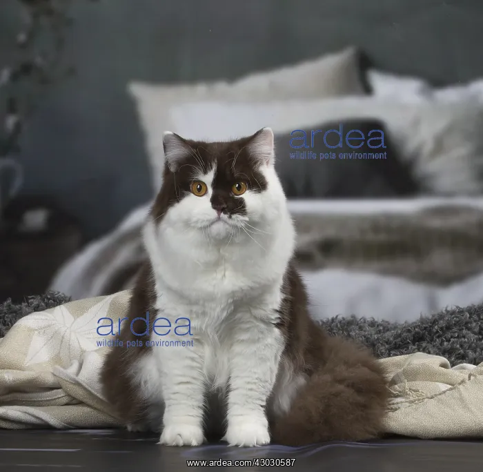 : White and chocolate British Longhair cat indoors : White and chocolate British Longhair cat indoors