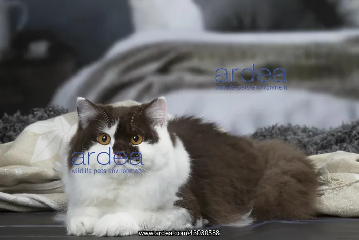 : White and chocolate British Longhair cat indoors : White and chocolate British Longhair cat indoors
