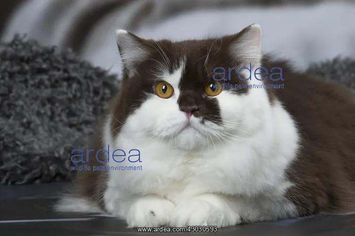 : White and chocolate British Longhair cat indoors : White and chocolate British Longhair cat indoors