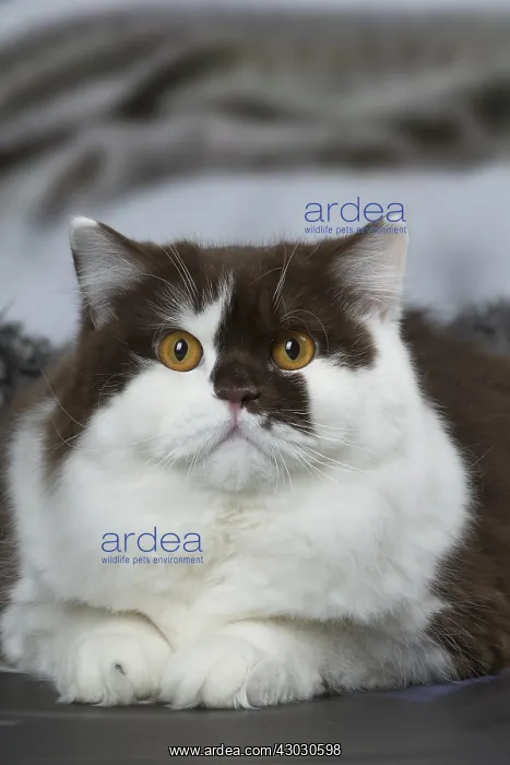 : White and chocolate British Longhair cat indoors : White and chocolate British Longhair cat indoors
