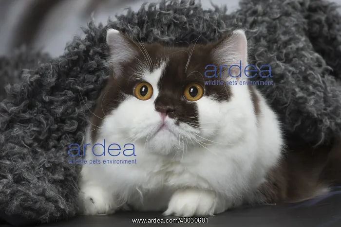 : White and chocolate British Longhair cat indoors : White and chocolate British Longhair cat indoors