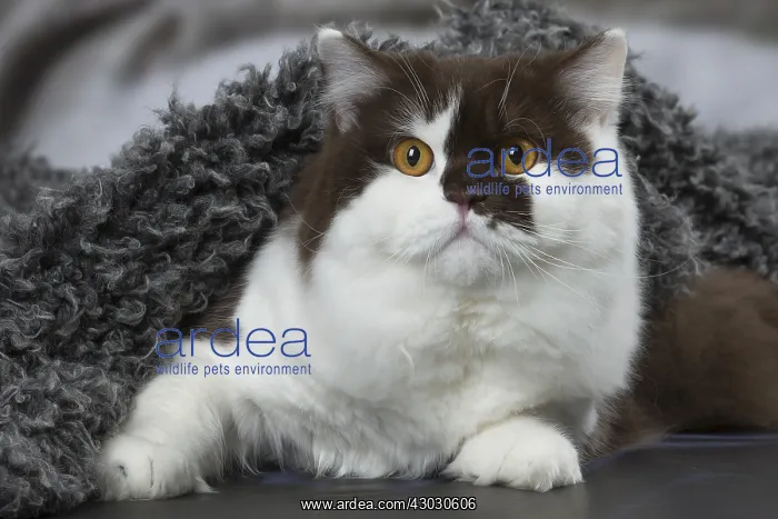 : White and chocolate British Longhair cat indoors : White and chocolate British Longhair cat indoors