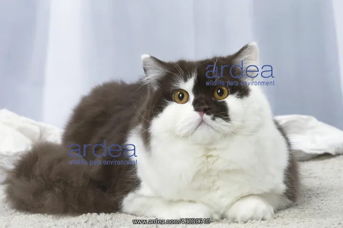 : White and chocolate British Longhair cat indoors : White and chocolate British Longhair cat indoors