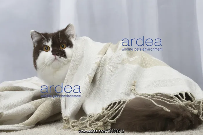 : White and chocolate British Longhair cat indoors : White and chocolate British Longhair cat indoors