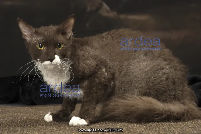  : White and chocolate LaPerm cat indoors
