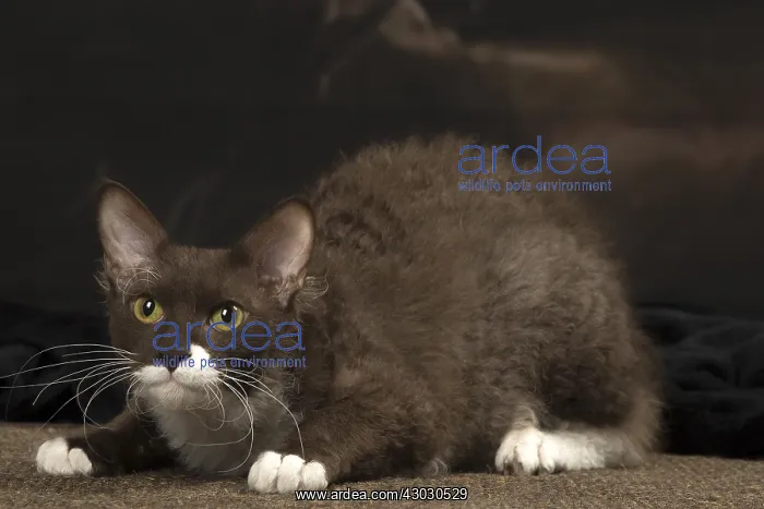  : White and chocolate LaPerm cat indoors