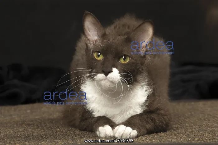  : White and chocolate LaPerm cat indoors