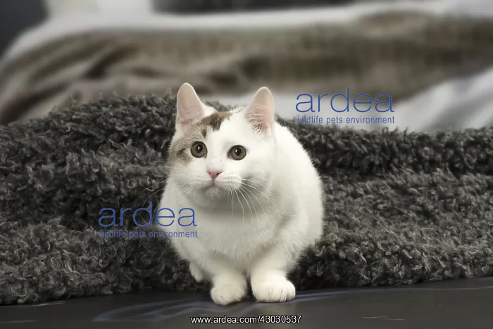 : White and chocolate Munchkin Taby cat indoors : White and chocolate Munchkin Taby cat indoors