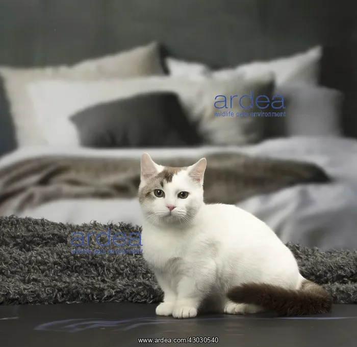 : White and chocolate Munchkin Taby cat indoors : White and chocolate Munchkin Taby cat indoors