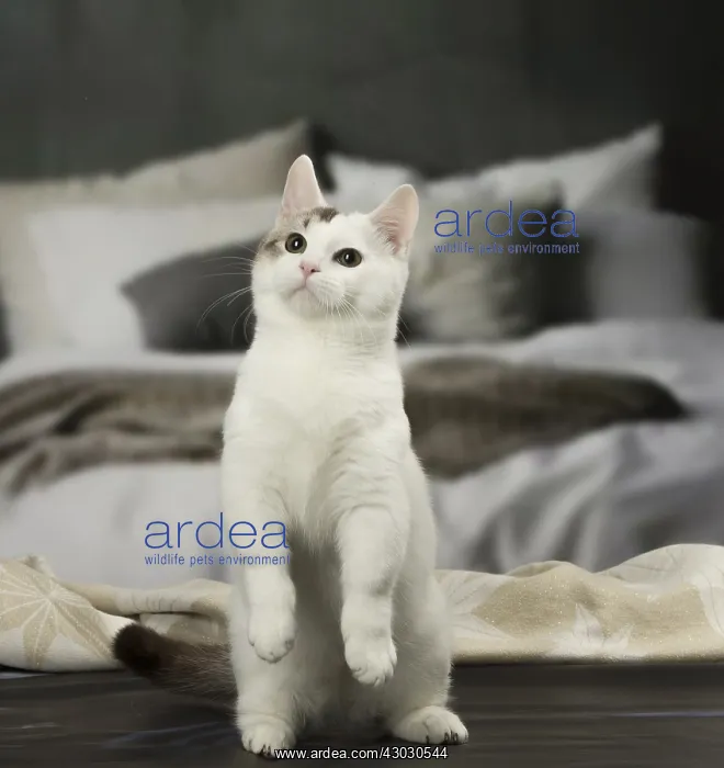 : White and chocolate Munchkin Taby cat indoors