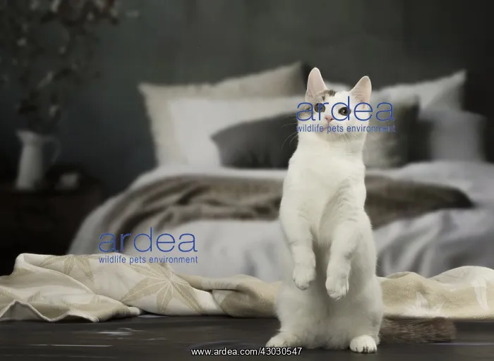 : White and chocolate Munchkin Taby cat indoors : White and chocolate Munchkin Taby cat indoors